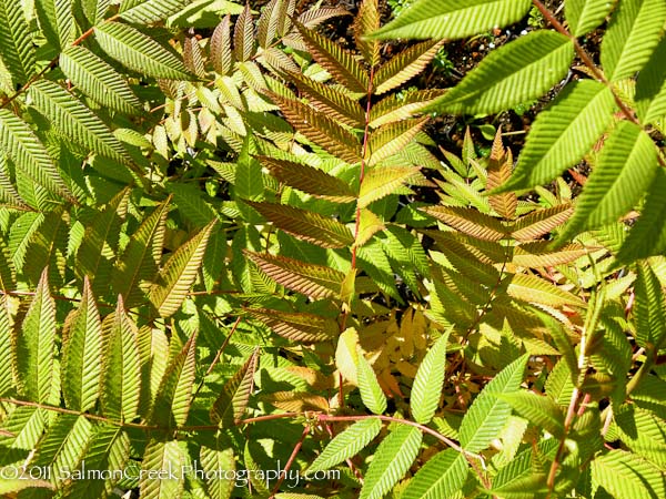 Sorbaria sorbifolia