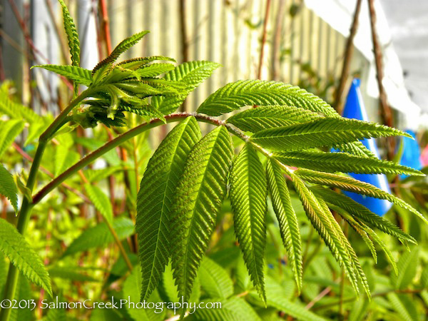 Sorbaria sorbifolia