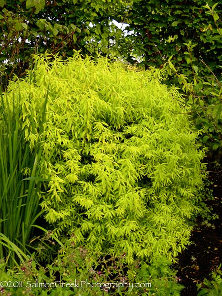 Spiraea thunbergii Ogon