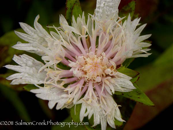 Stokesia laevis ‘Alba’