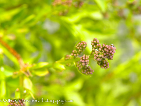 Syringa ‘Miss Kim’