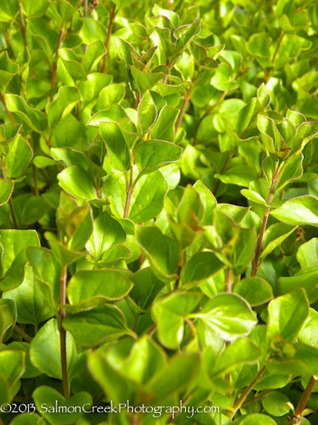 Syringa meyeri Palibin