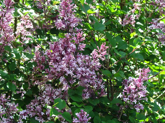 <i>Syringa meyeri</i> ‘Palibin’