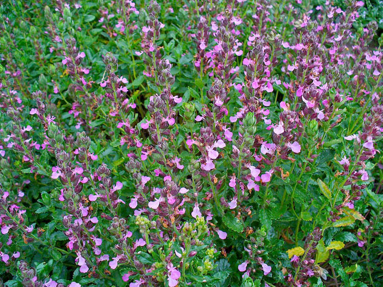 Teucrium chamaedrys