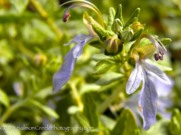 <i>Teucrium fruticans (Select Form)</i>