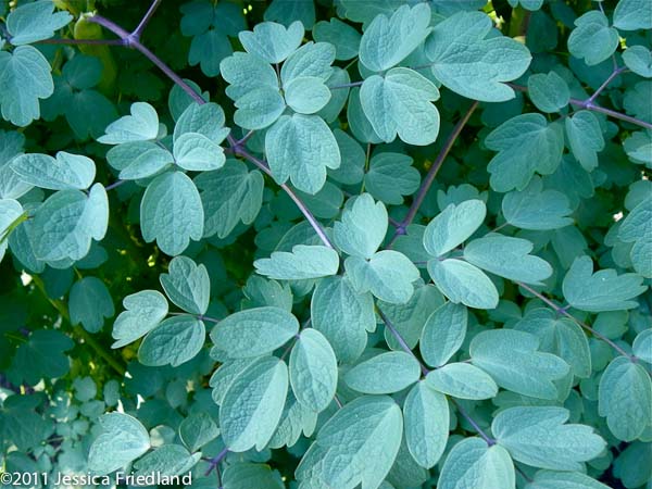 <i>Thalictrum</i> ‘Elin’