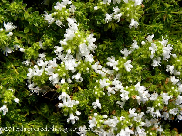 Thymus praecox ‘Albus’