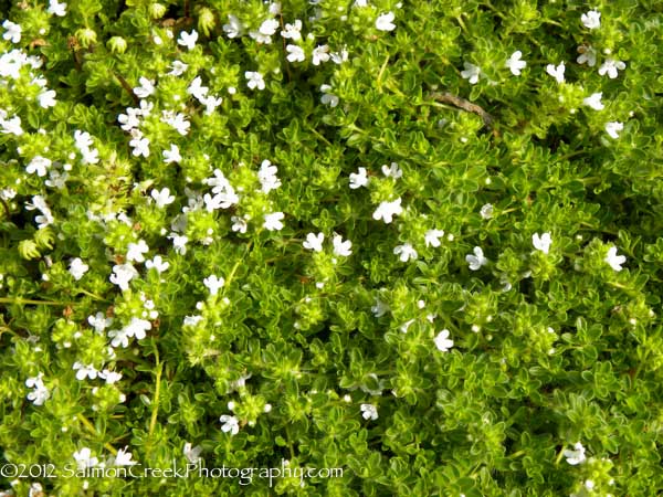 Thymus praecox Albus