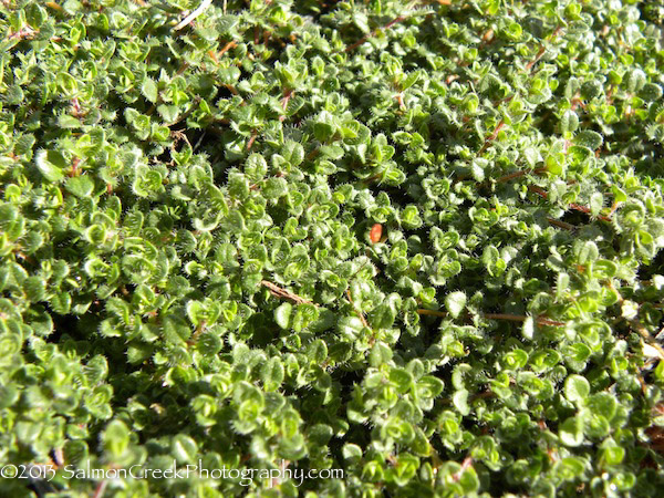 Thymus ‘Pink Chintz’