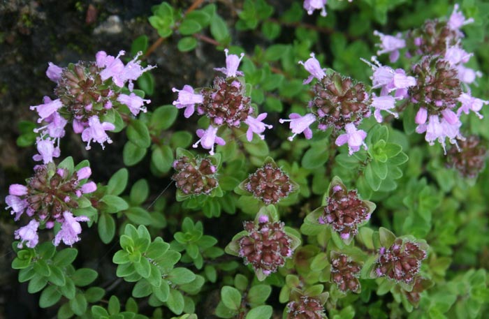 Thymus quinquecostatus