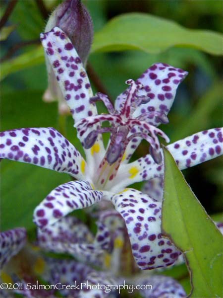 Tricyrtis ‘Empress’