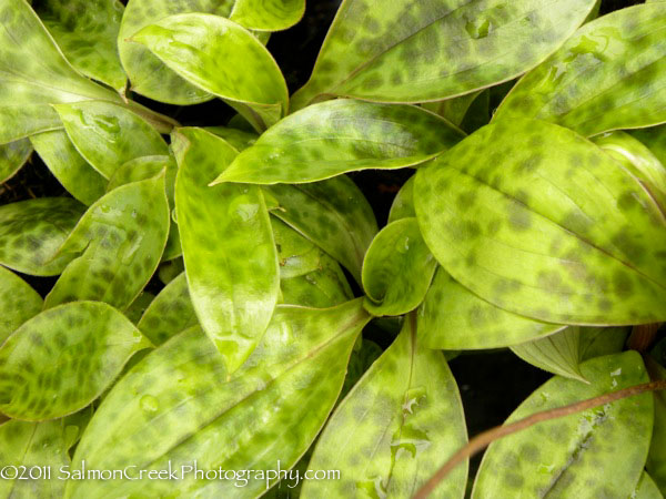 Tricyrtis ‘Hatatogisa’