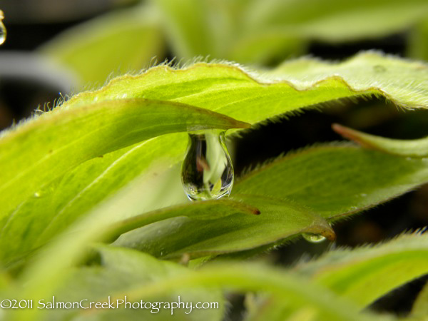 Tricyrtis hirta Moonlight