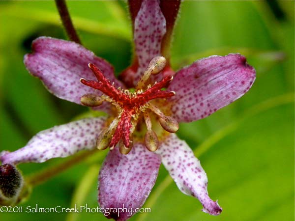 Tricyrtis formosana ‘Samurai’