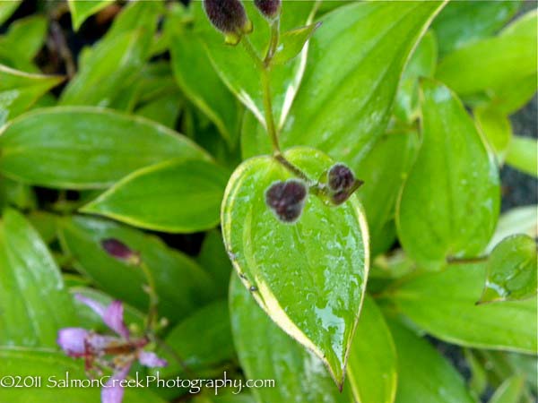 Tricyrtis formosana ‘Samurai’