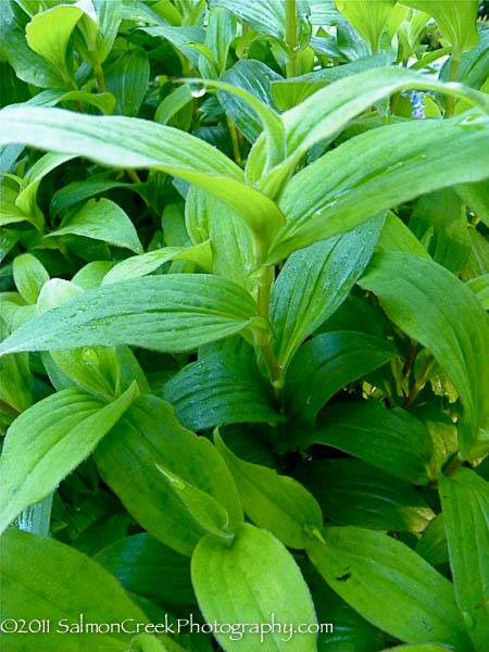 Tricyrtis x ‘Sinonome’