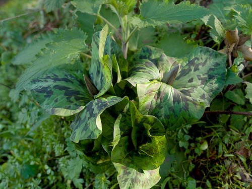 Trillium albidum