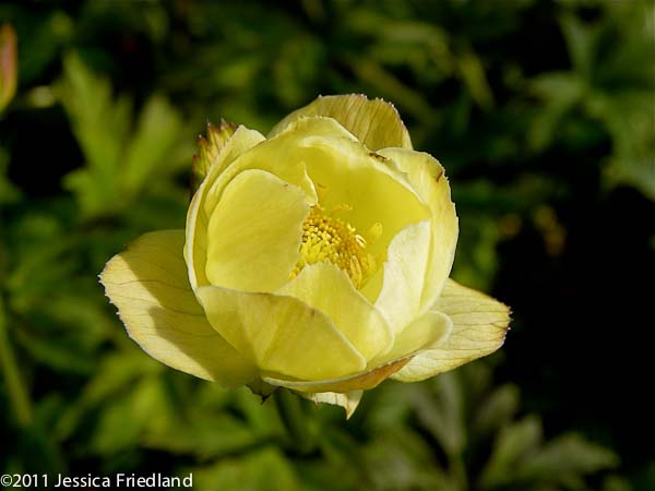 Trollius x cultorum Cheddar