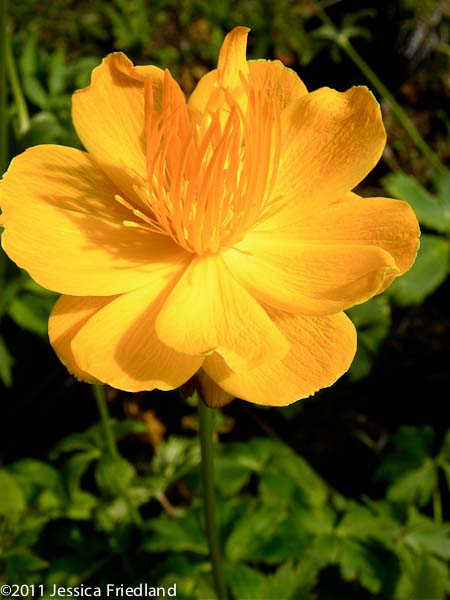 Trollius chinensis Golden Queen