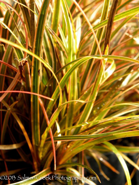 Uncinia rubra ‘Belinda's Find’