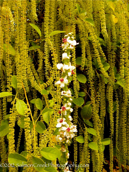 Verbascum nigrum ‘Album’