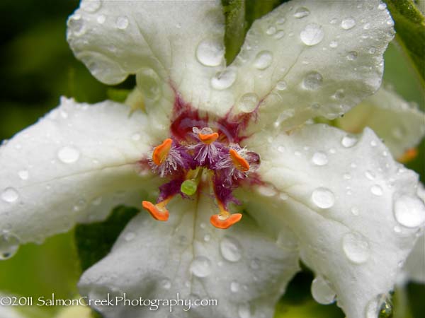 Verbascum nigrum ‘Album’