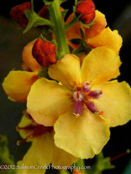 Verbascum ‘Clementine’