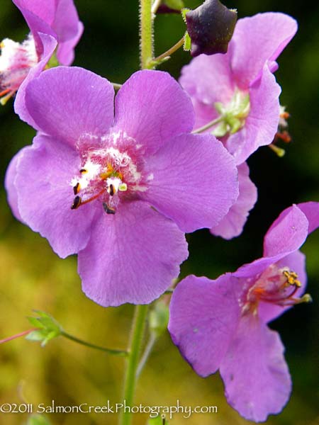 Verbascum phoeniceum Violetta