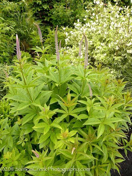 Veronicastrum virginicum ‘Lavendelturm’