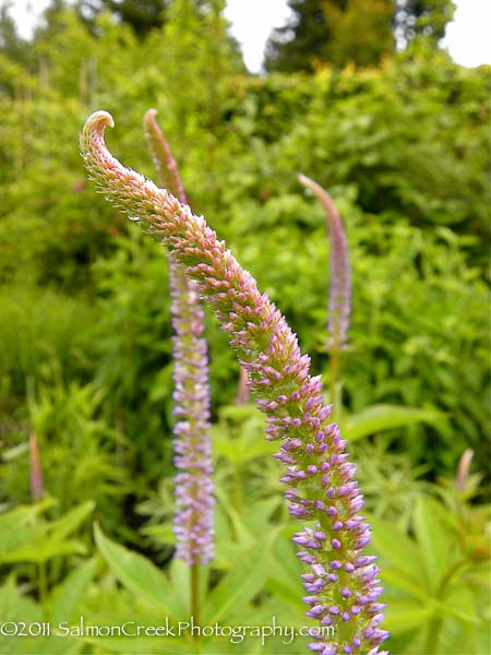 Veronicastrum virginicum Lavendelturm