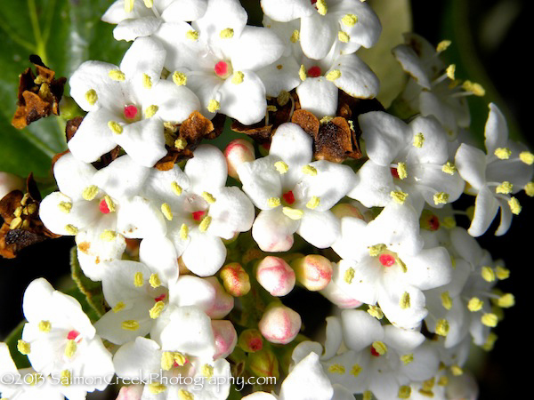 Viburnum x burkwoodii ‘Conoy’