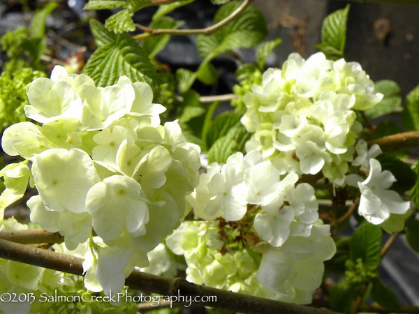 Viburnum plicatum Popcorn