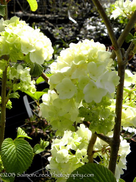 Viburnum plicatum ‘Popcorn’