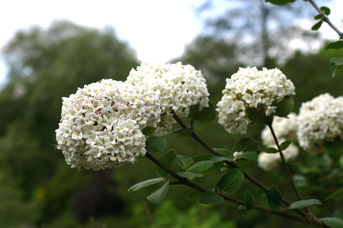 Viburnum carlesii