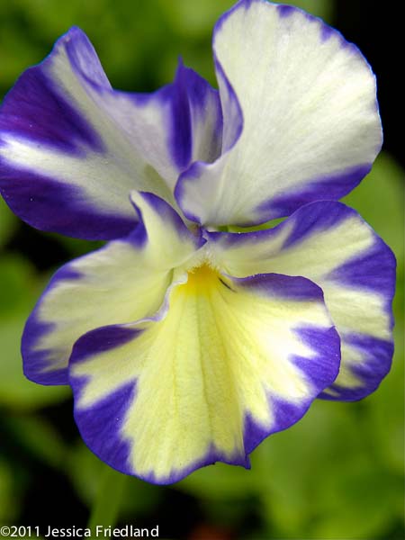 Viola Rebecca