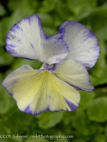 Viola ‘Rebecca’