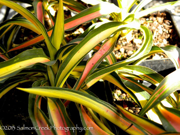 Yucca filamentosa ‘Color Guard’