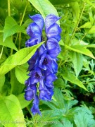 <i>Aconitum</i> x <i>cammarum</i> ‘Bressingham Spire’