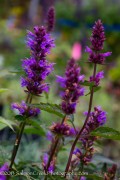 <i>Agastache</i> ‘Purple Haze’