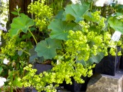 <i>Alchemilla mollis</i> ‘Robusta’