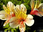 Alstroemeria Champagne