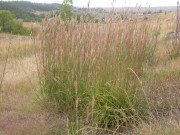 <i>Andropogon gerardii</i>