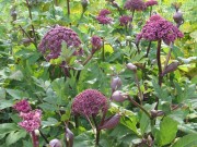 <i>Angelica gigas</i>