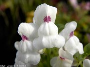 <i>Antirrhinum sempervirens</i>