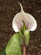 <i>Arisaema candidissimum</i>