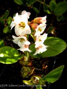 <i>Bergenia</i> ‘Bressingham White’