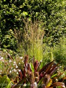 <i>Calamagrostis</i> x <i>acutiflora</i> ‘Avalanche’