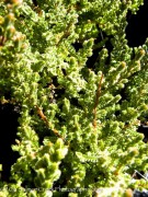 <i>Calluna vulgaris</i> ‘Dark Beauty’