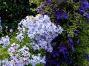 Campanula lactiflora Prichard’s Variety