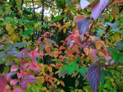 <i>Cornus sericea</i> ‘Cardinal’